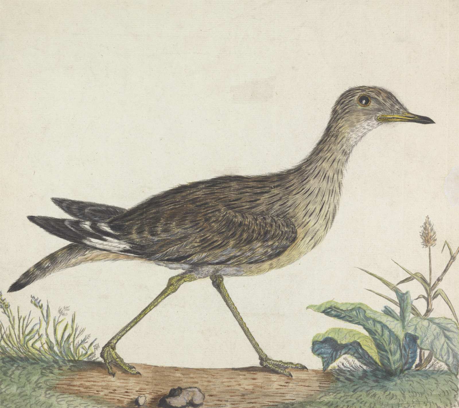 Vintage Bird Nature Art Wall Art