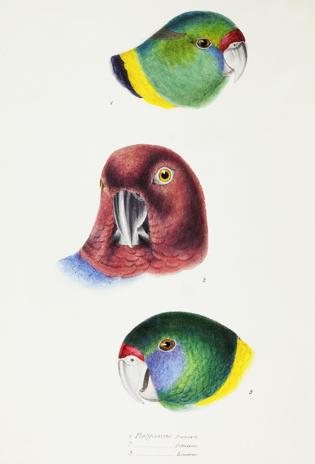 Vintage Parrot Portraits Wall Art