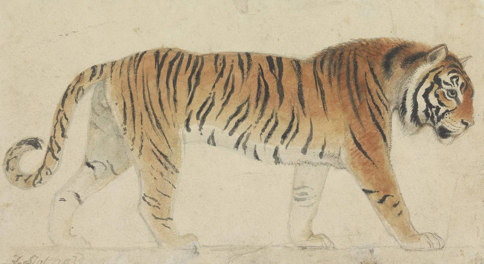 Majestic Tiger Walking Watercolour Wall Art