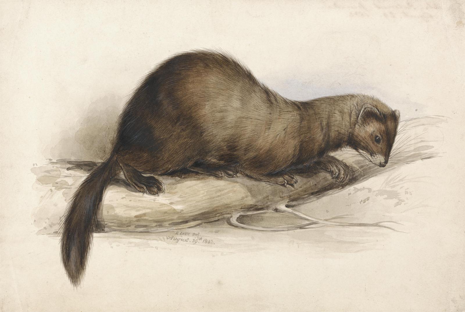 Vintage Ferret Study Wildlife Art Wall Art