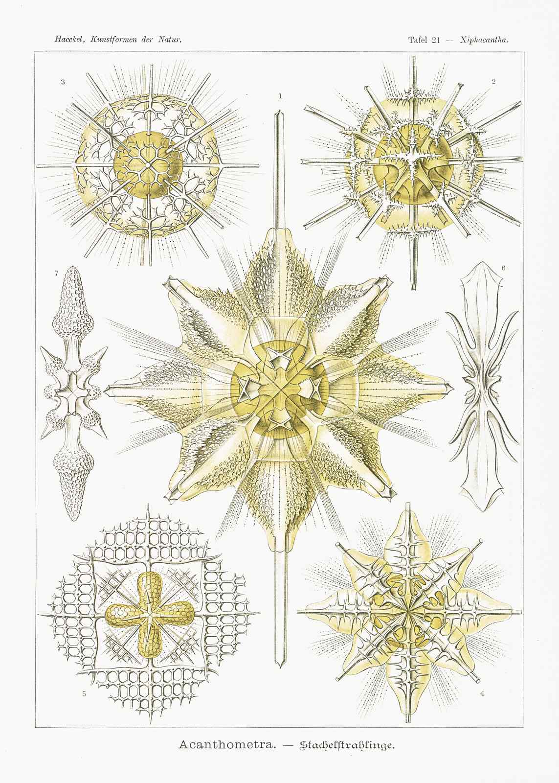 Scientific Radiolaria Art Print - Haeckel's Nature Wall Art