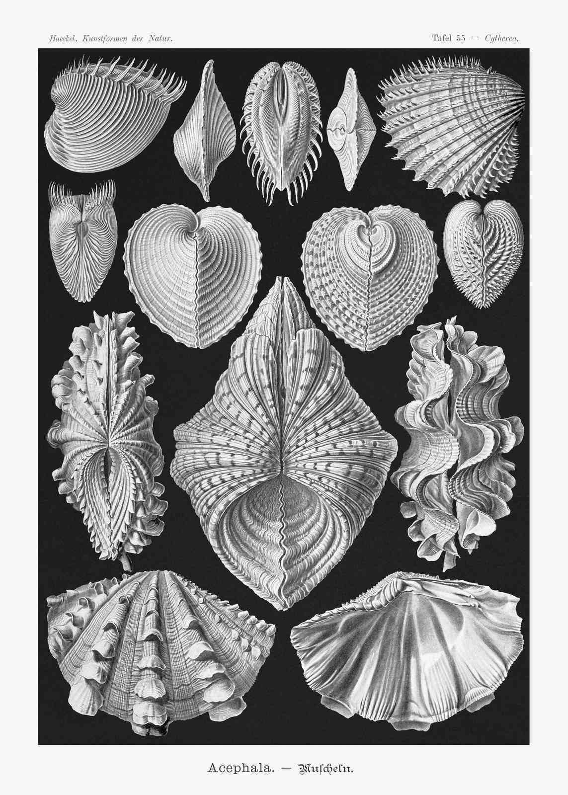 Vintage Shell Illustrations Poster Wall Art