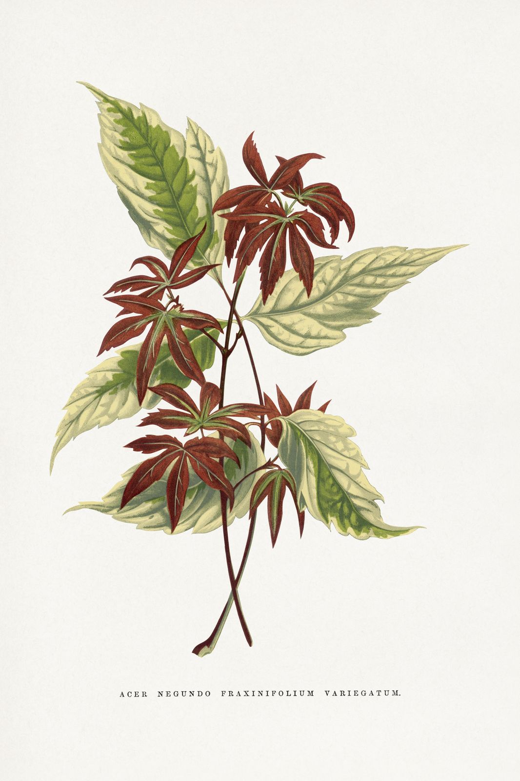 Botanical Maple Leaf Vintage Wall Art
