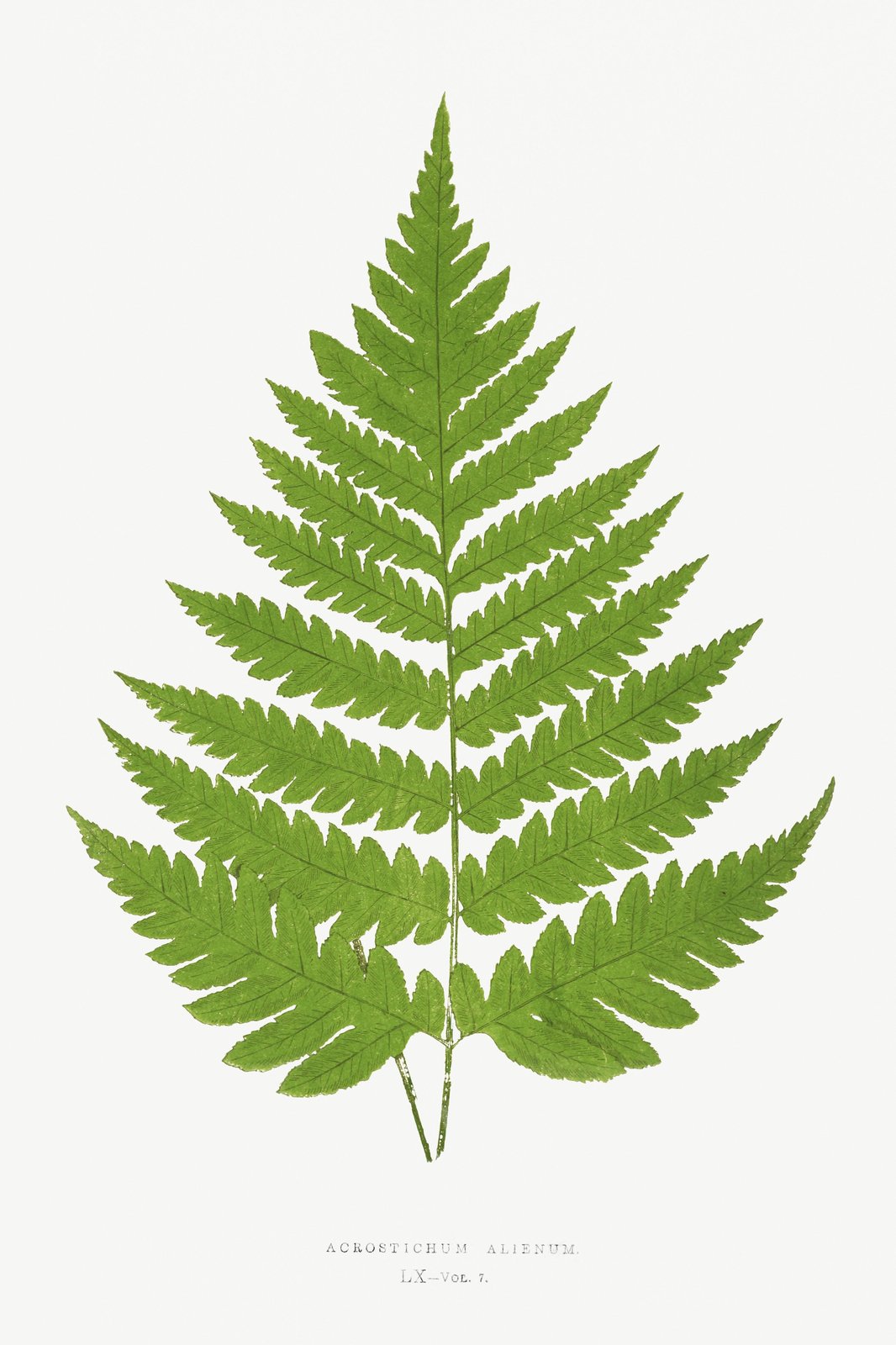 Green Fern Botanical Art Wall Art