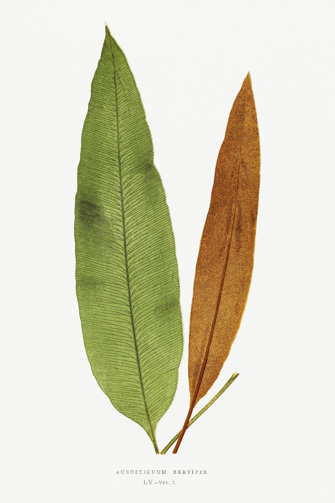 Vintage Botanical Fern Leaves Wall Art