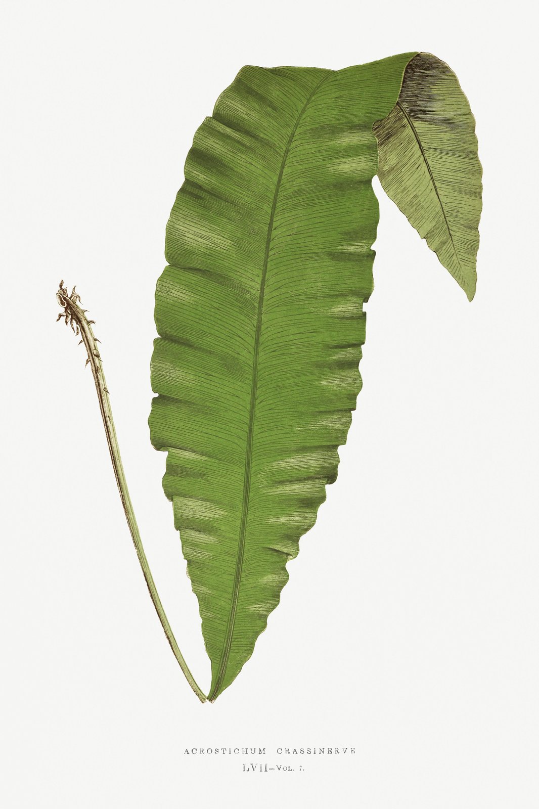 Vintage Fern Leaf Botanical Art Wall Art