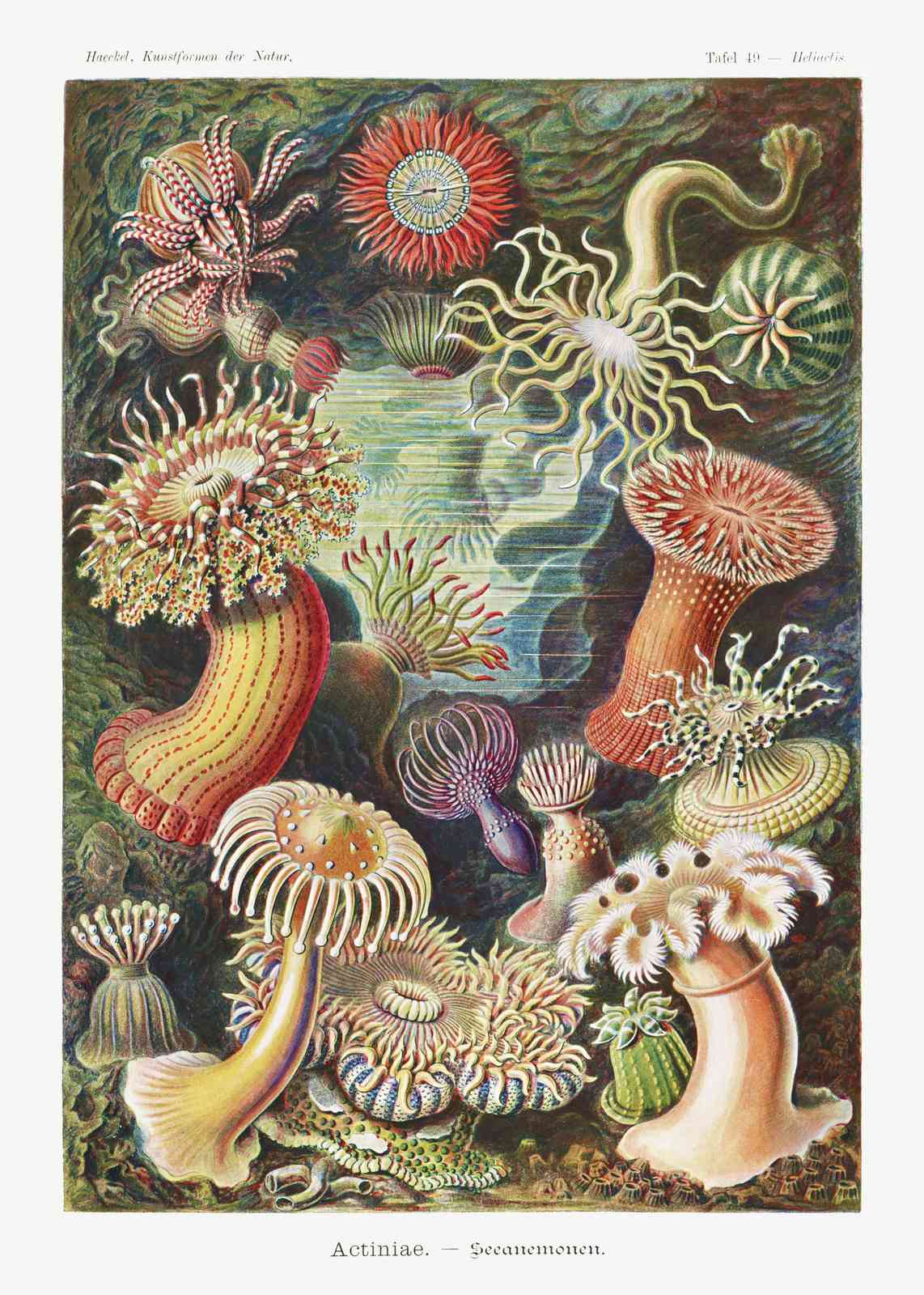 Vintage Sea Anemone Art Wall Art