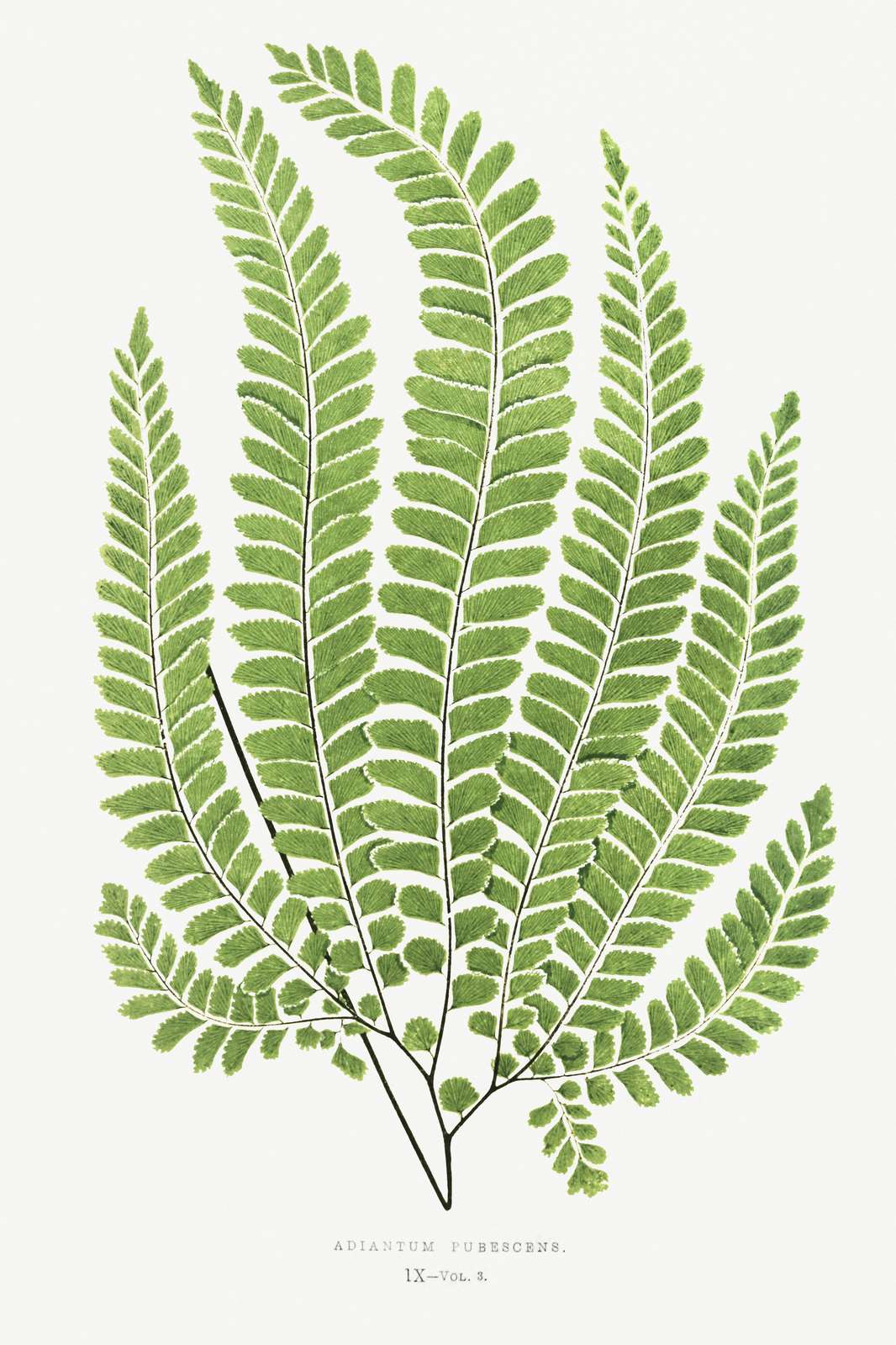 Botanical Fern Art Adiantum Pubescens Wall Art