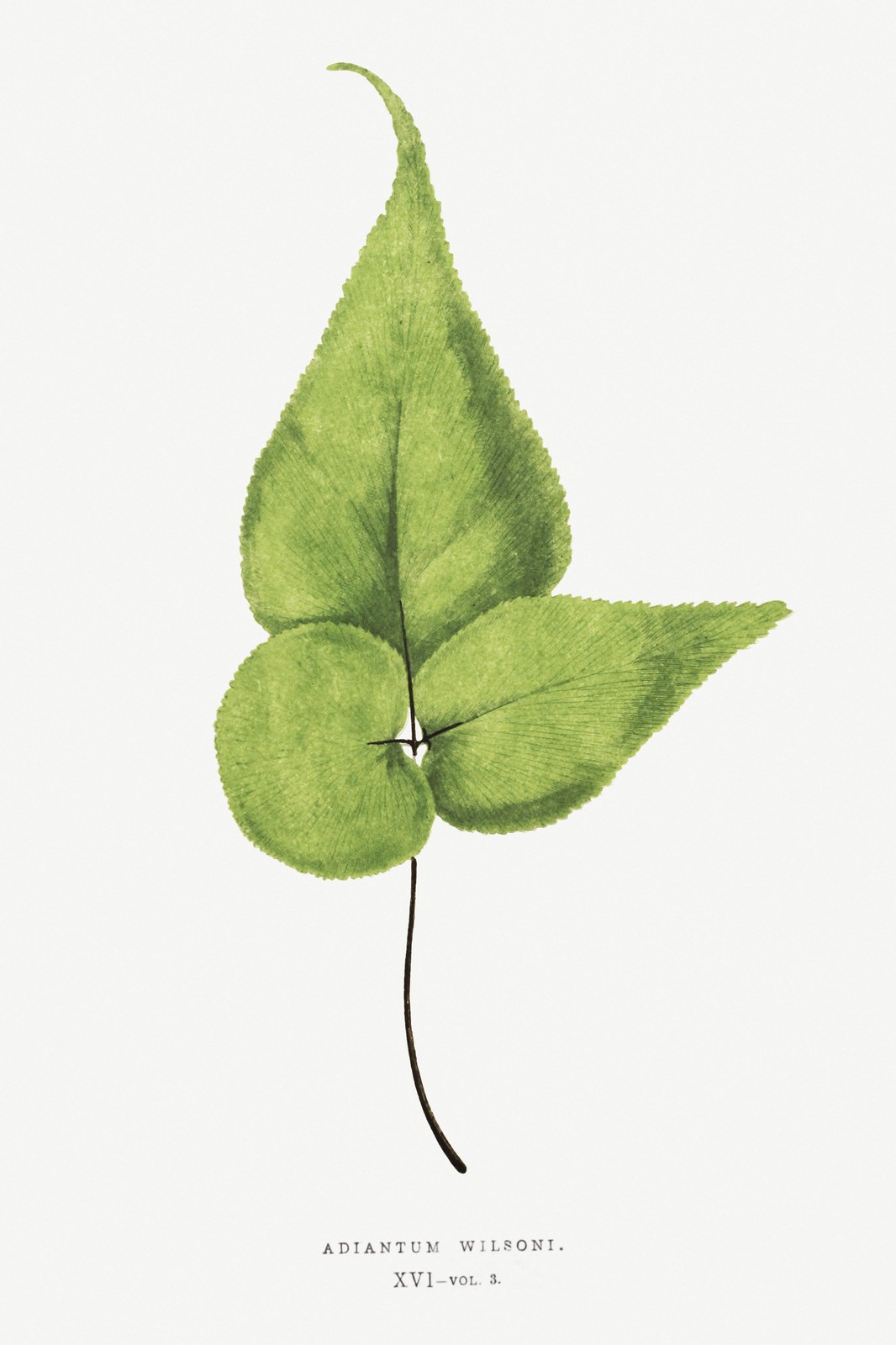 Adiantum Wilsoni Botanical Leaf Wall Art