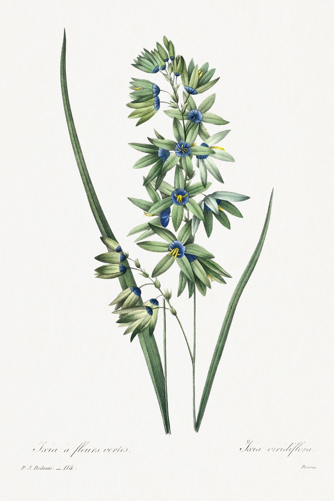 Botanical Ixia Flower Botanical Print