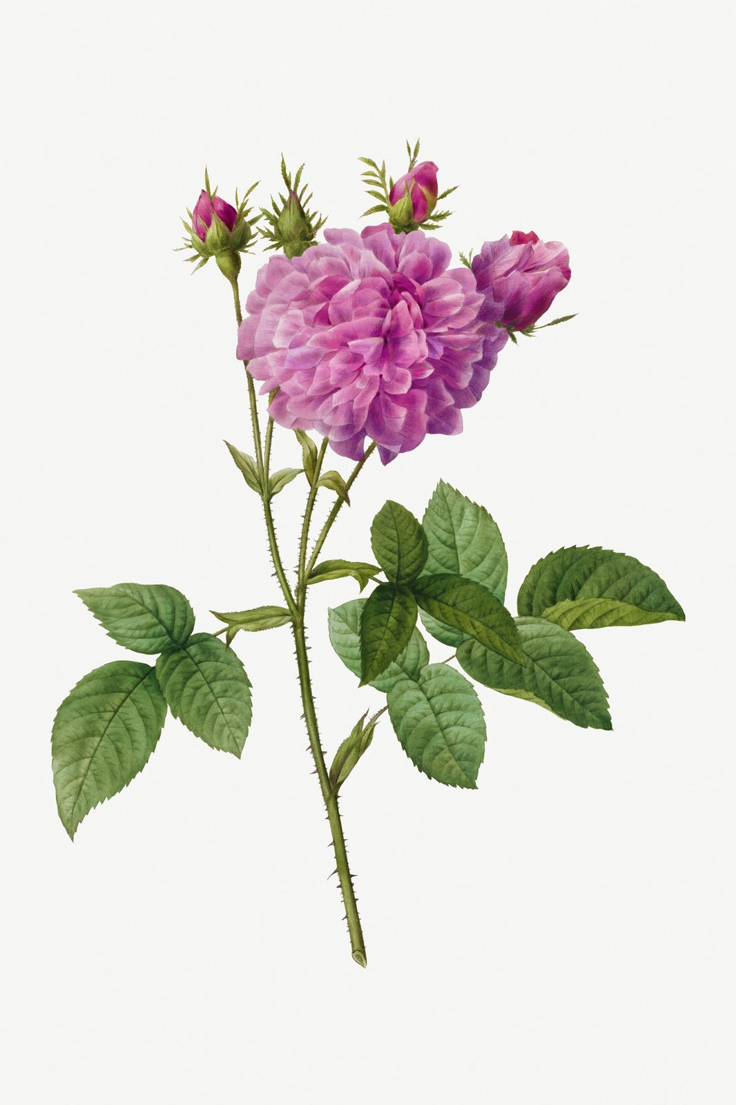 Vintage Pink Rose Botanical Wall Art