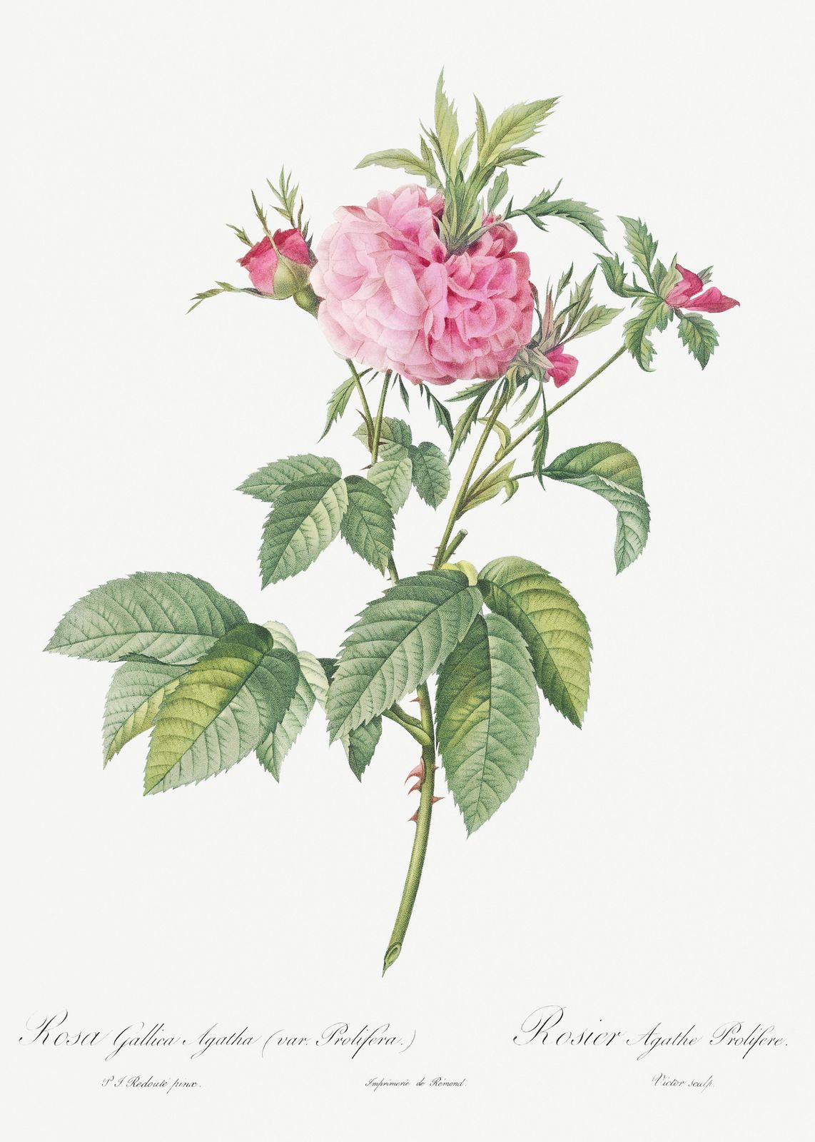 Vintage Pink Rose Botanical Art Wall Art