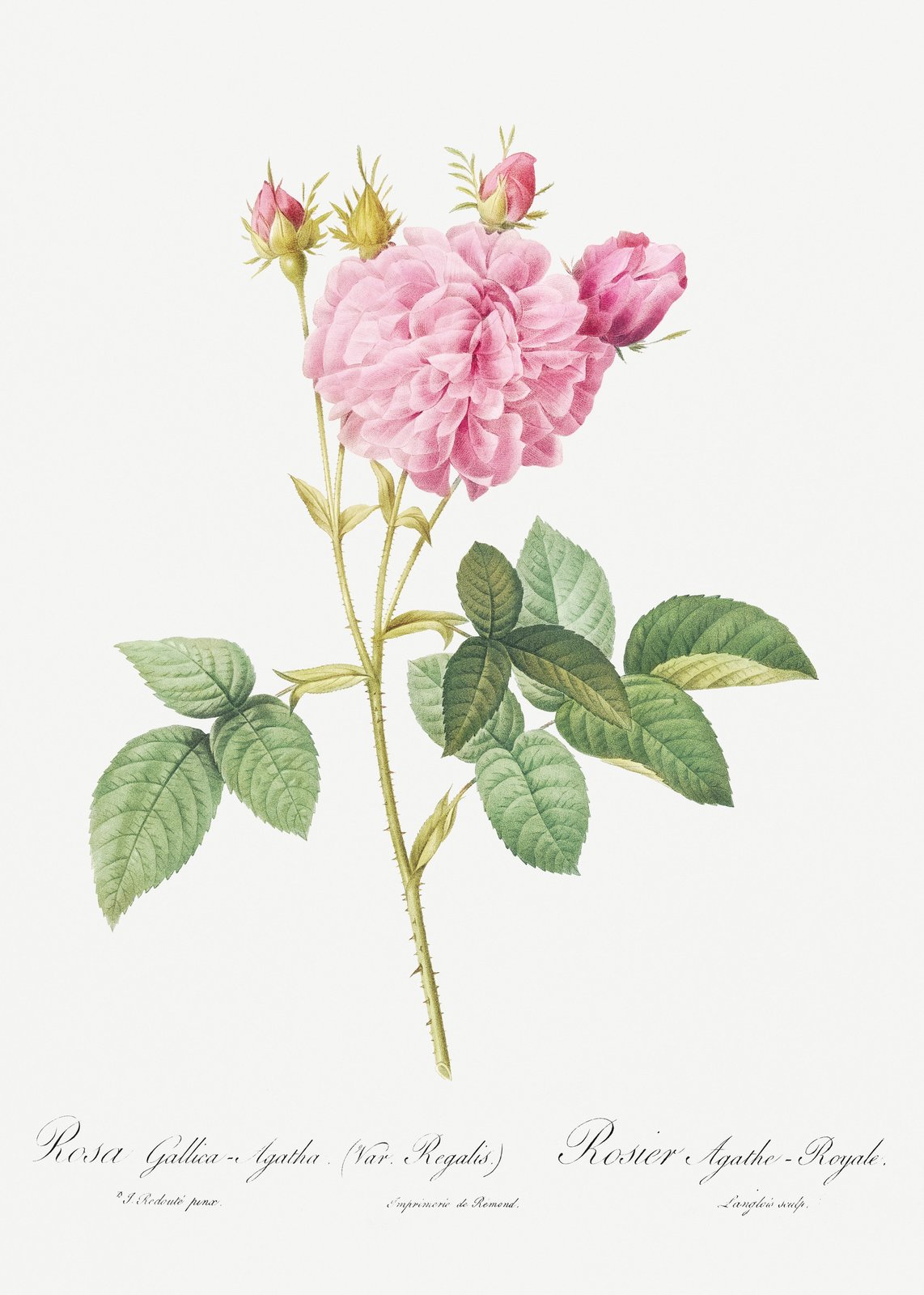 Vintage Pink Rose Botanical Art Wall Art