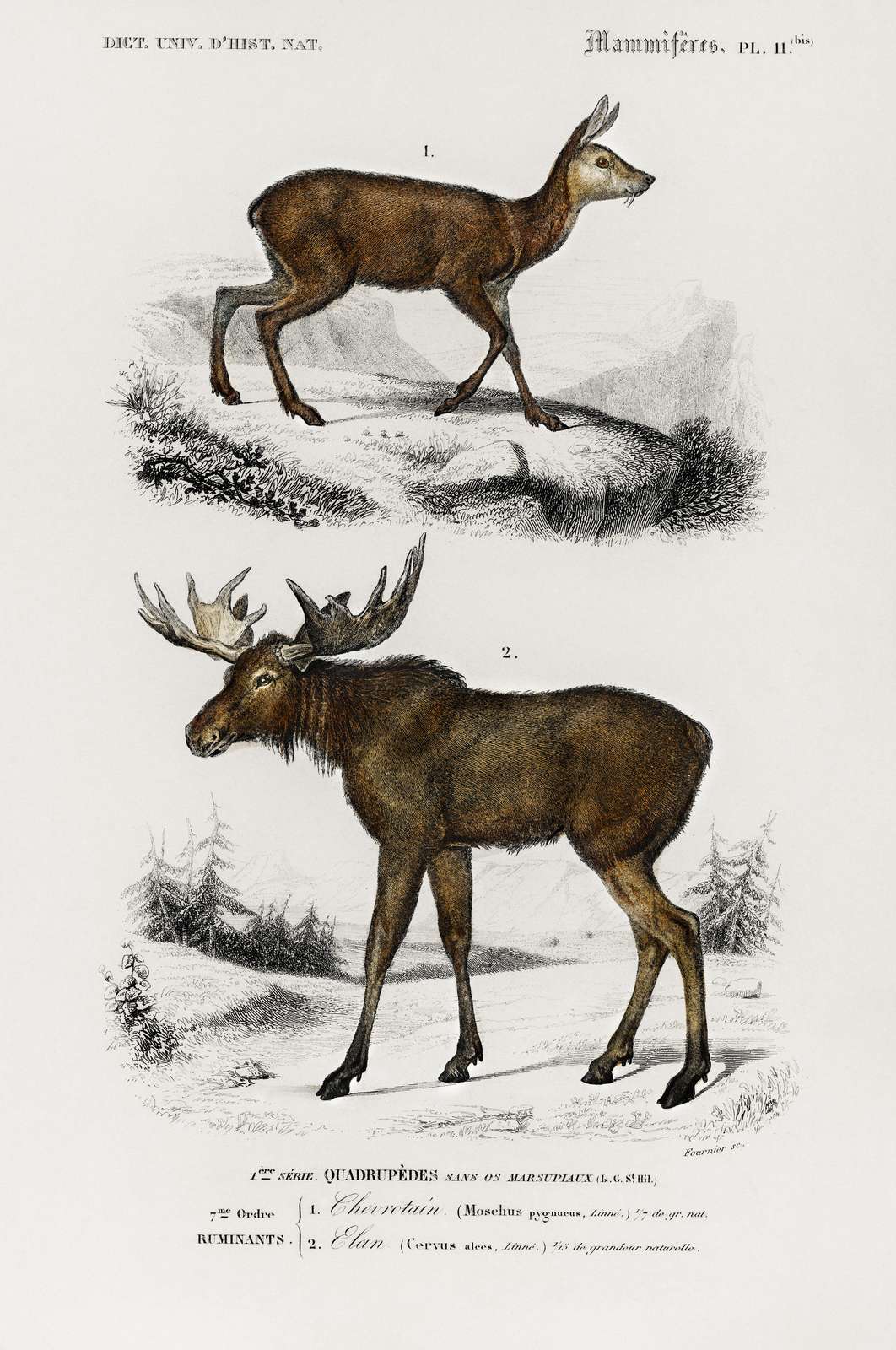 Vintage Deer & Moose Nature Illustration Wall Art