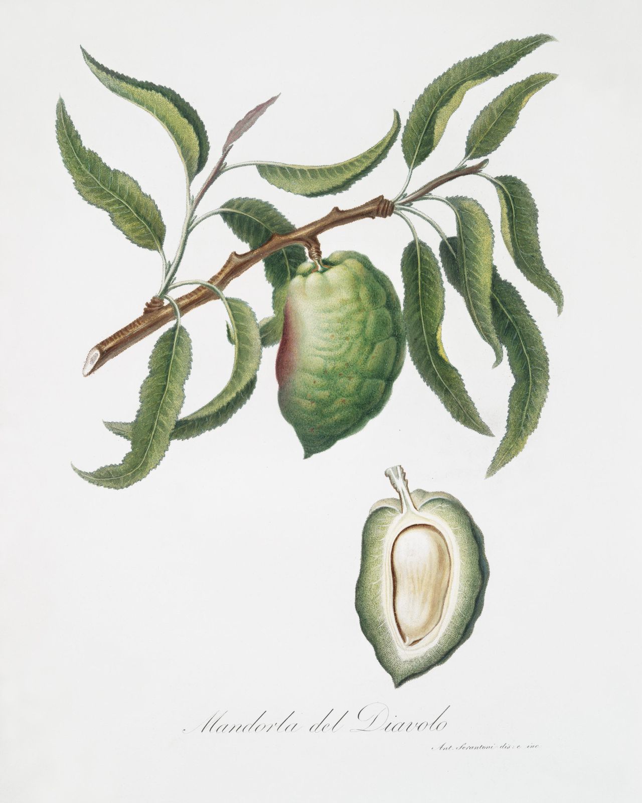 Vintage Almond Botanical Art Wall Art