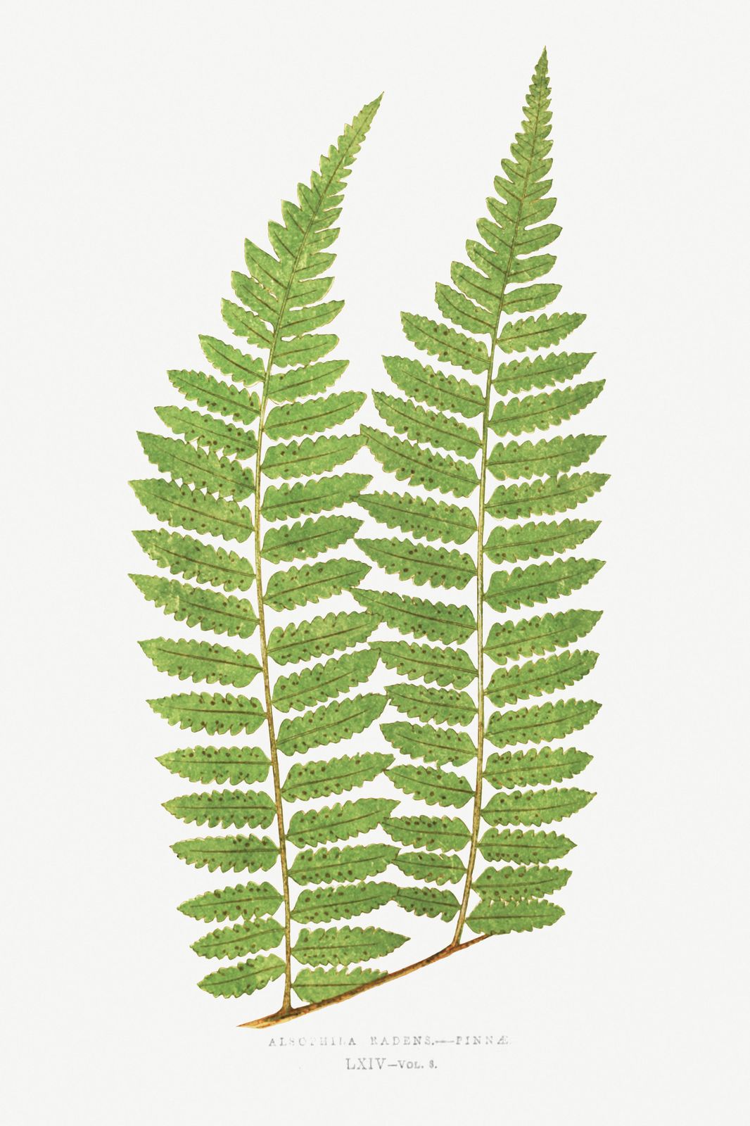 Vintage Fern Botanical Art Wall Art