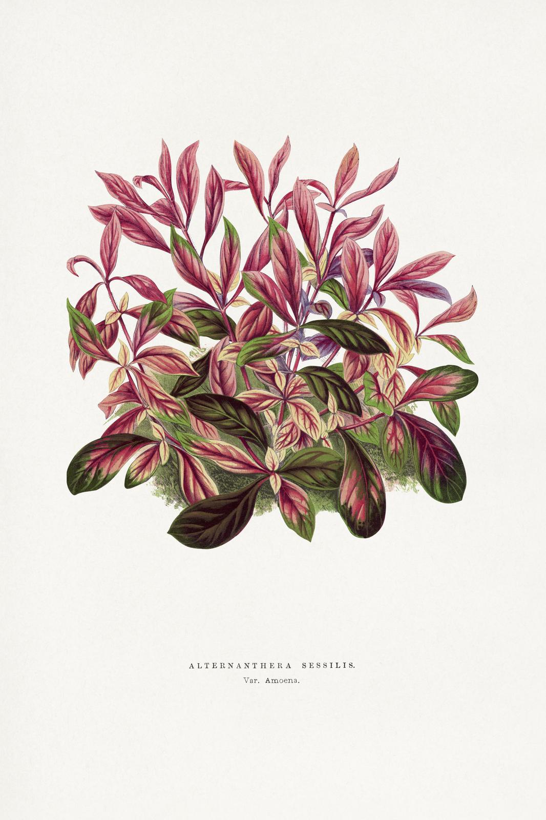 Botanical Plant Art: Alternanthera S. Wall Art