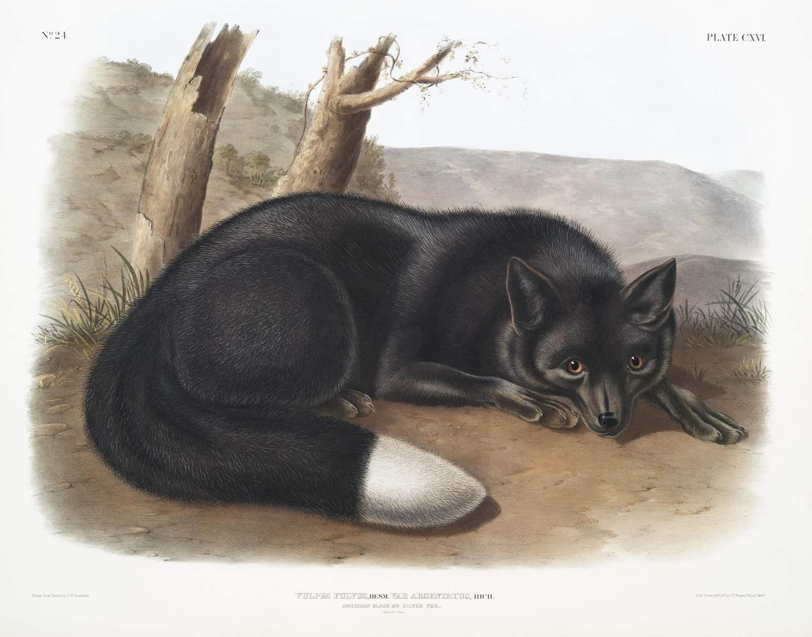 Elegant Silver Fox Nature Wall Art
