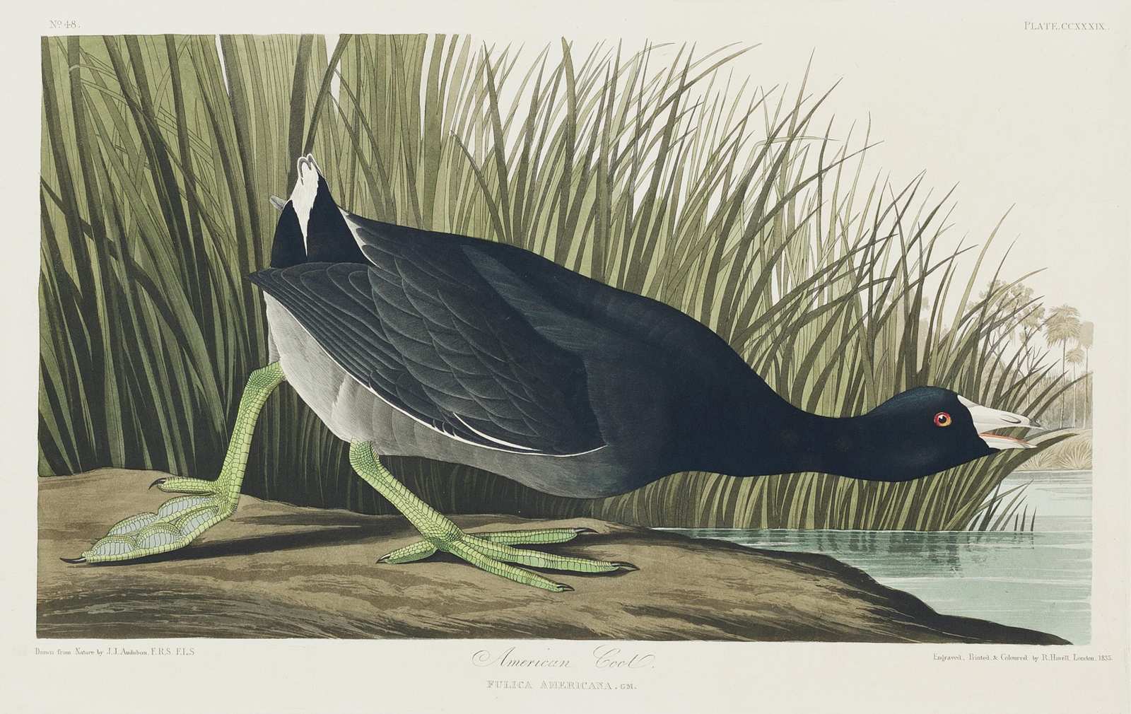 American Coot Bird Nature Art Wall Art