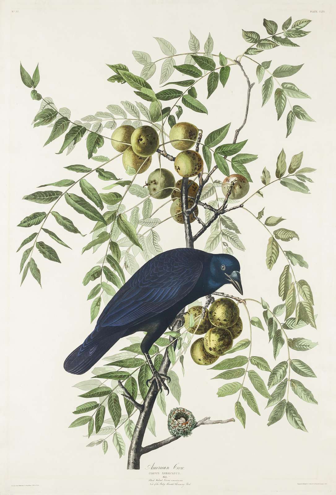 American Crow with Walnuts Art Wall Art