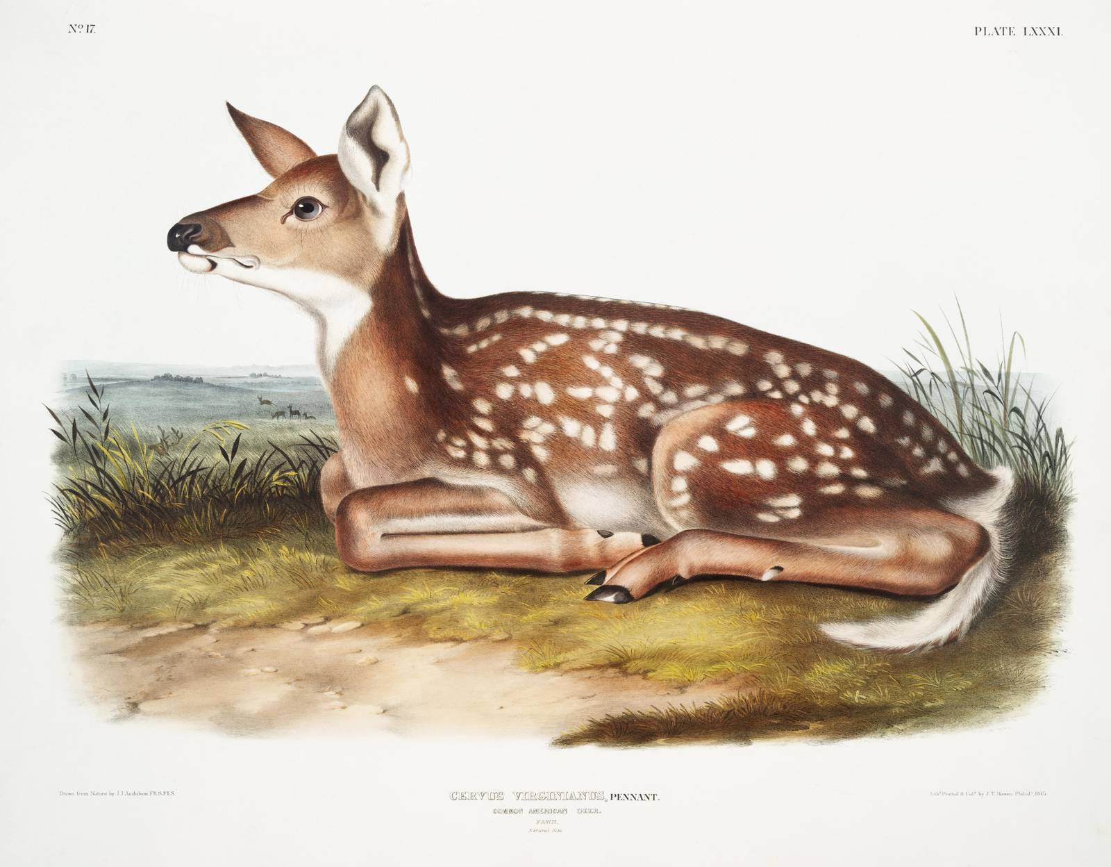 Vintage Fawn "White-tailed Deer" Wall Art