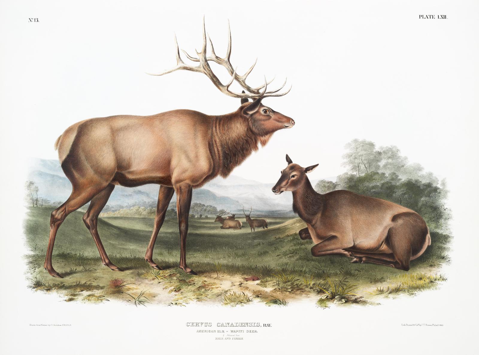 Majestic Elk & Doe Wildlife Wall Art