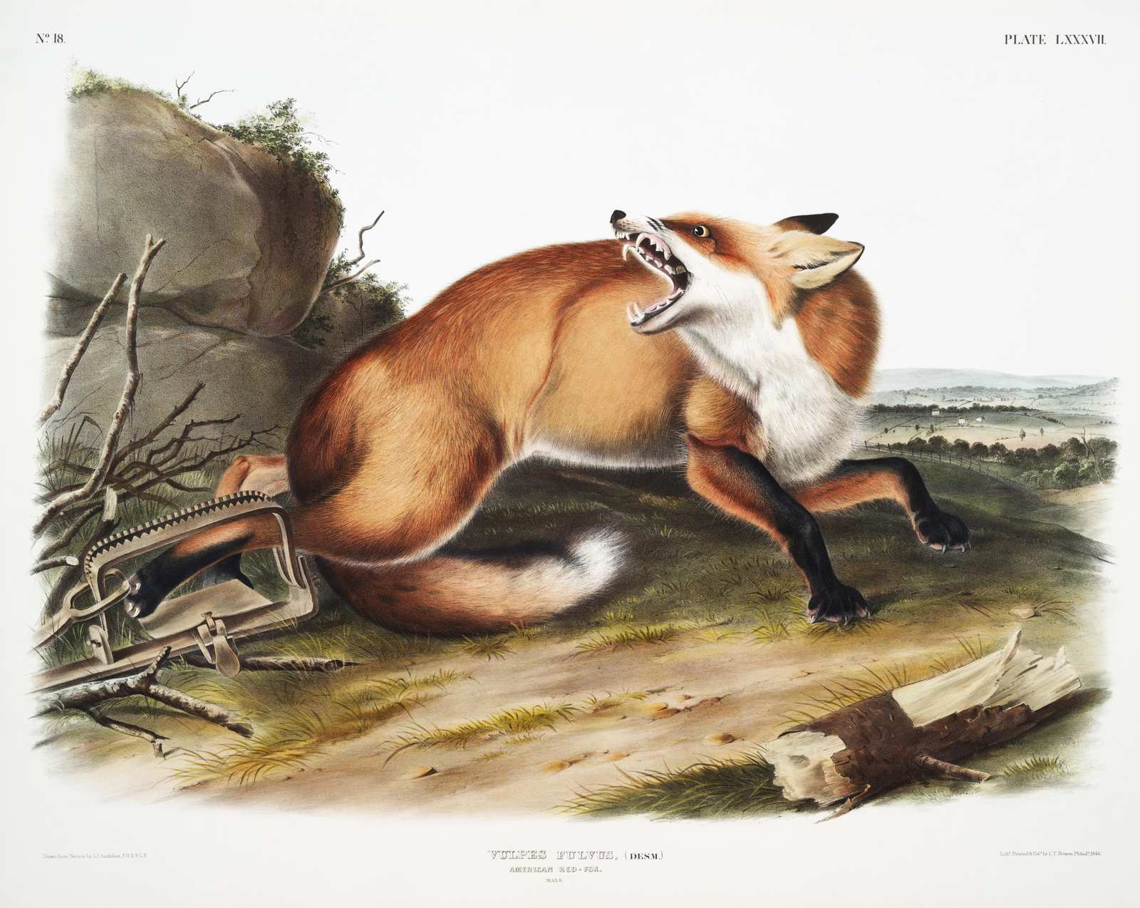 Vibrant Red Fox Wildlife Art Wall Art