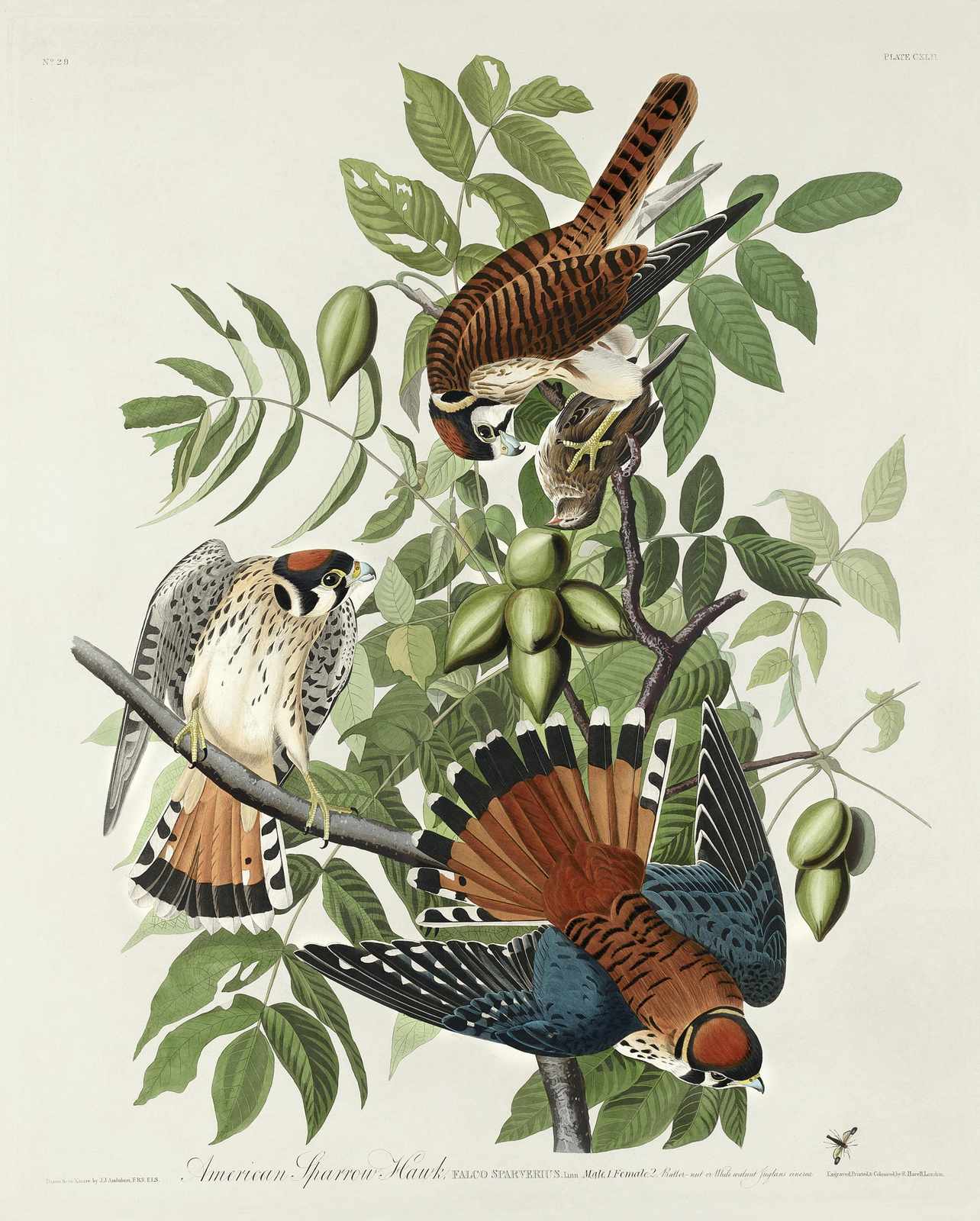 American Sparrow Hawk Bird Art Wall Art