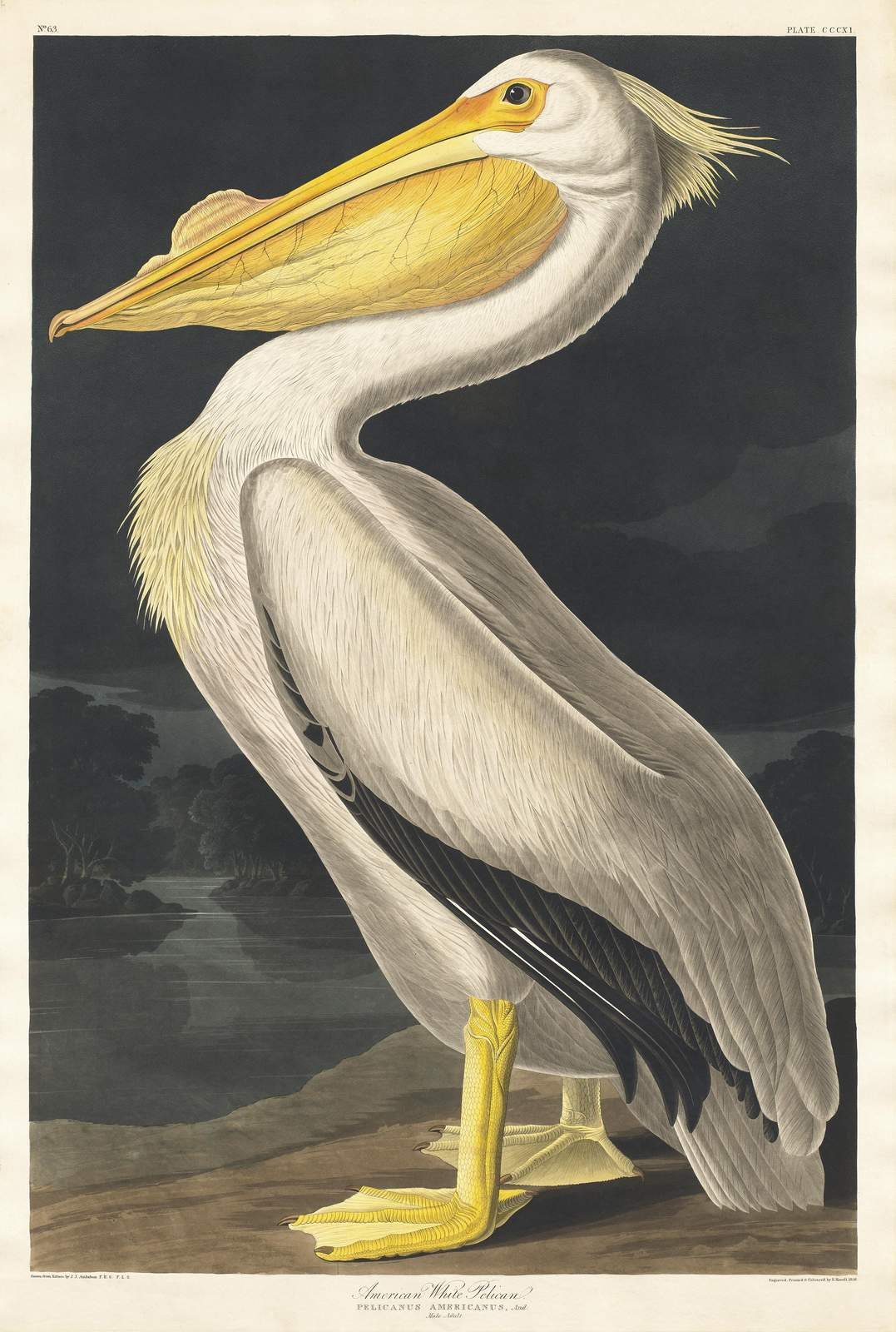 American White Pelican Vintage Bird Art Wall Art
