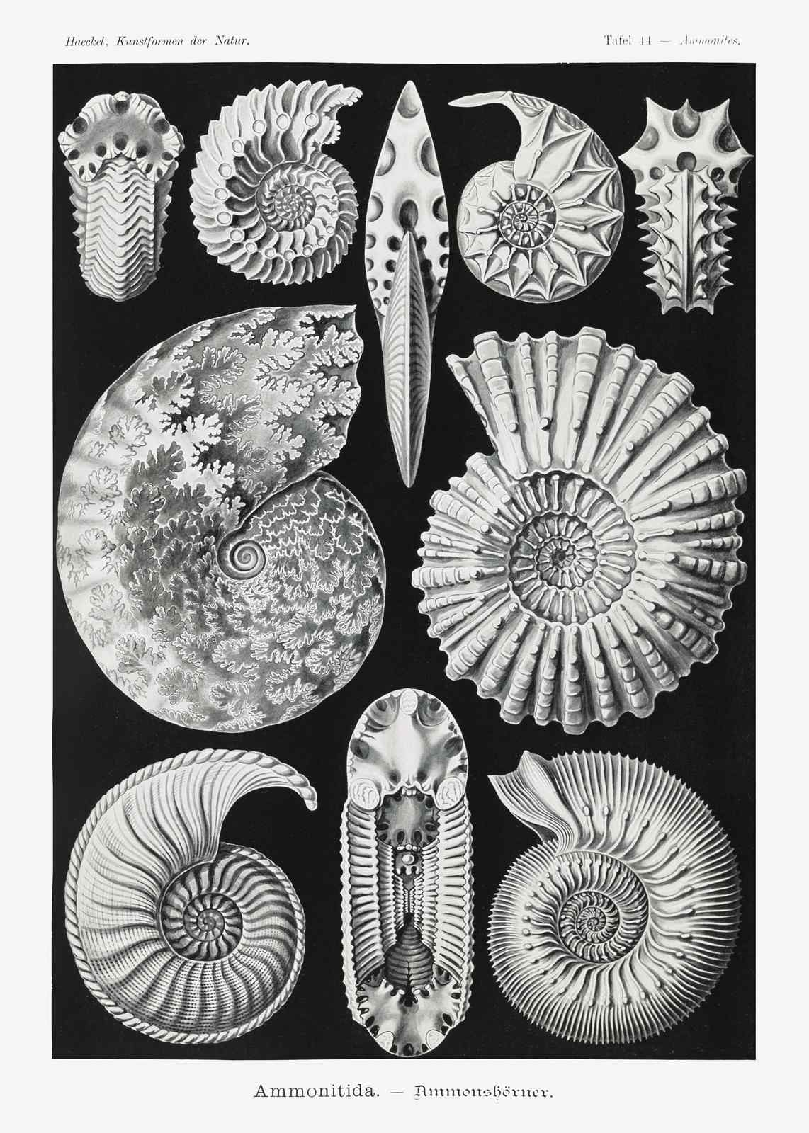 Vintage Ammonite Fossil Art Wall Art