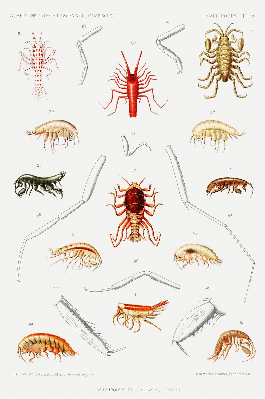 Vintage Amphipod Sea Creature Wall Art
