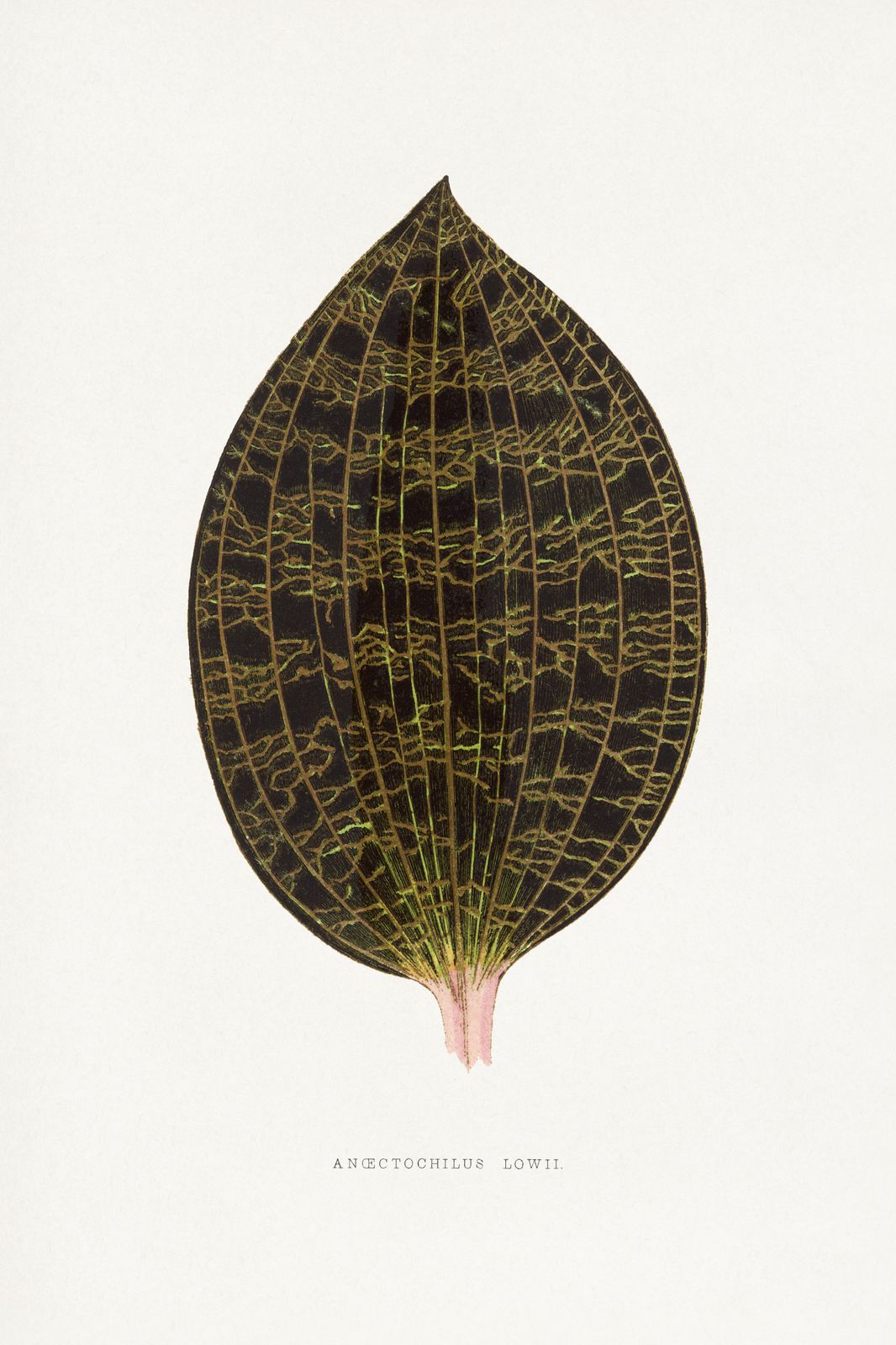 Vintage Jewel Orchid Leaf Wall Art
