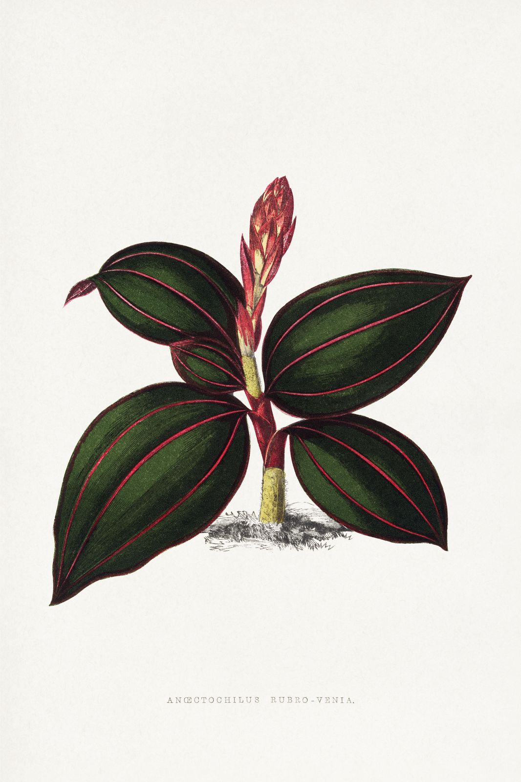 Jewel Orchid Botanical Vintage Wall Art