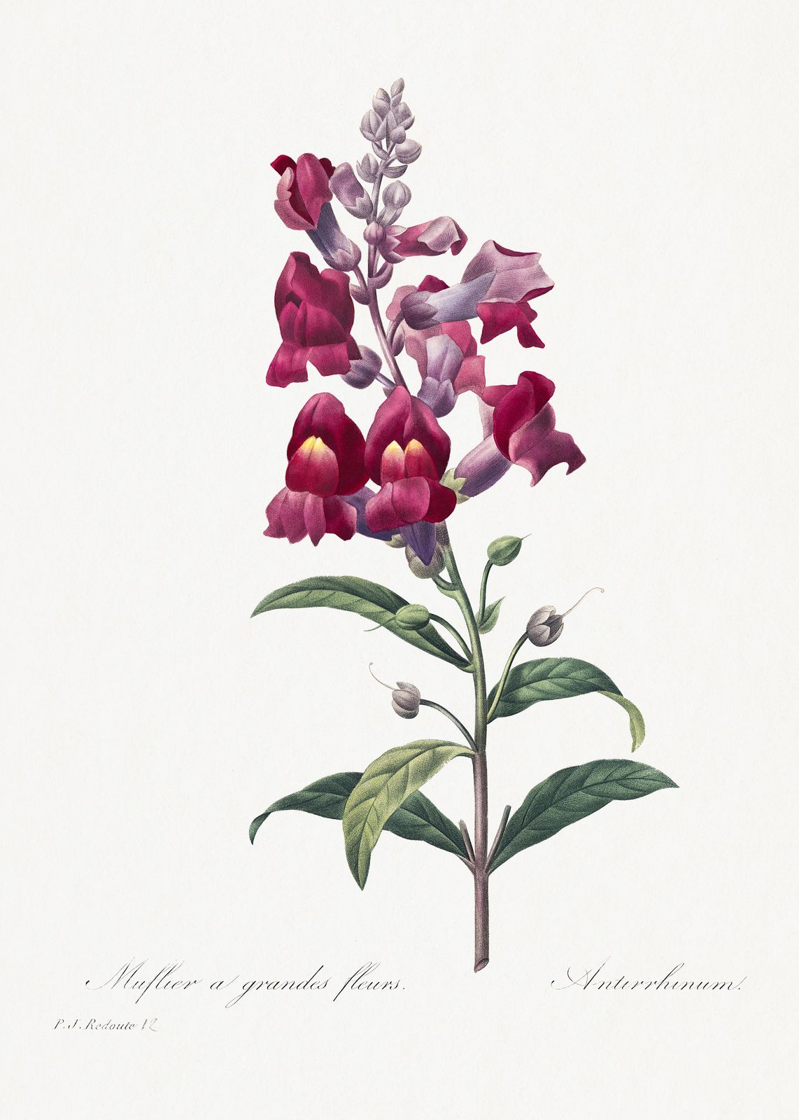 Vintage Botanical Snapdragon Wall Art