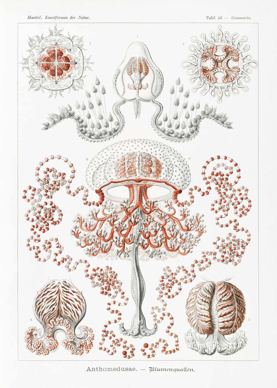 Vintage Jellyfish Botanical Art Wall Art