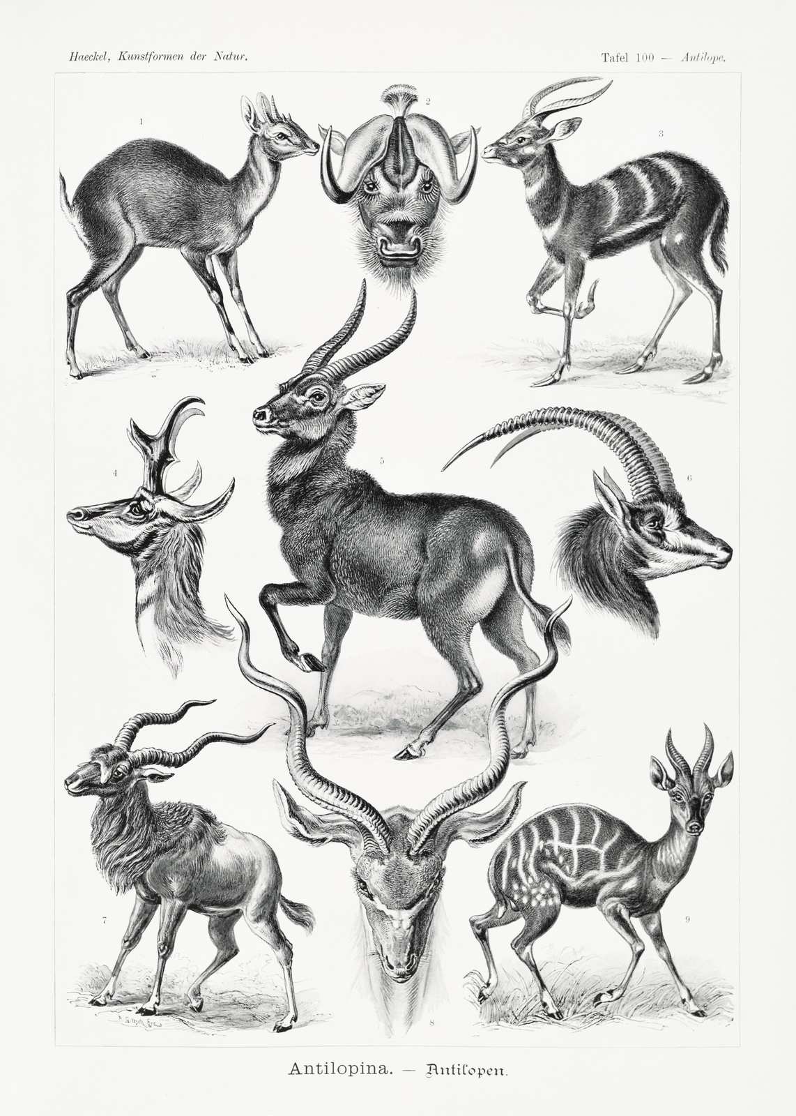 Vintage Antelope Illustrations | Ernest Haeckel Wall Art