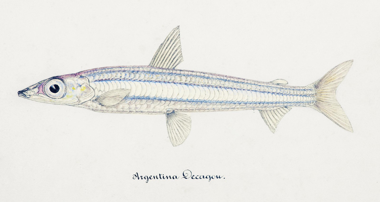 Vintage Argentina Pecagou Fish Art Wall Art