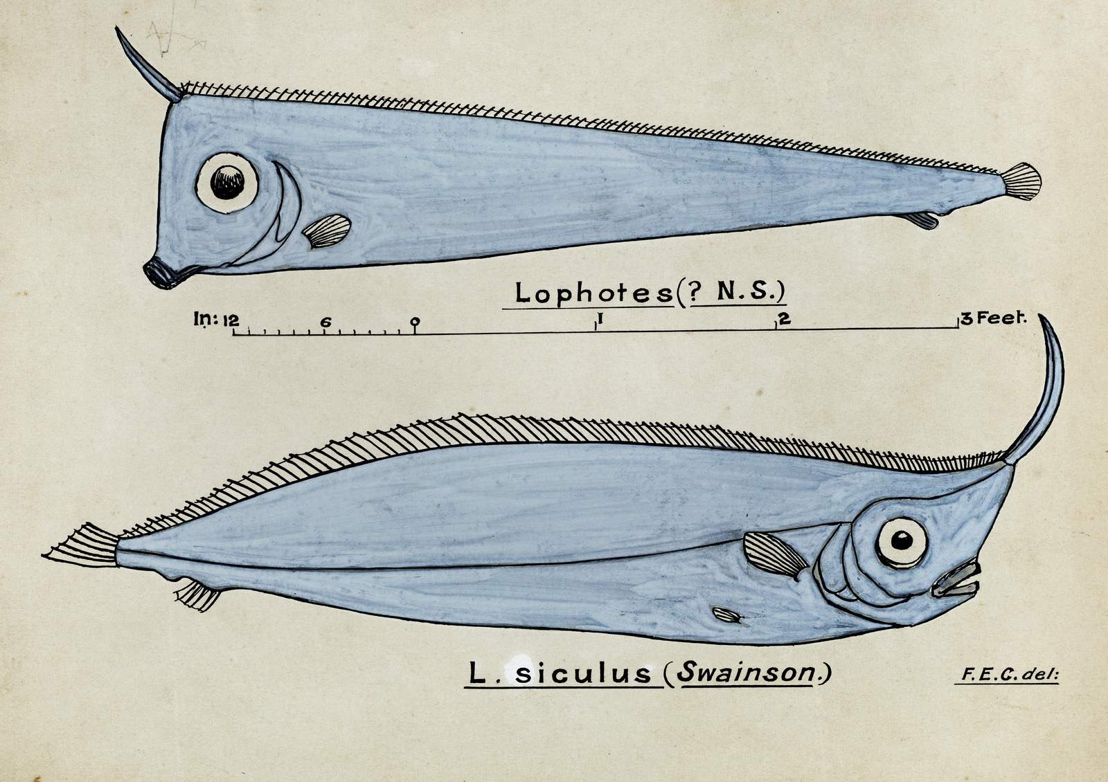 Vintage Scientific Fish Lophotes Sic Hake Wall Art