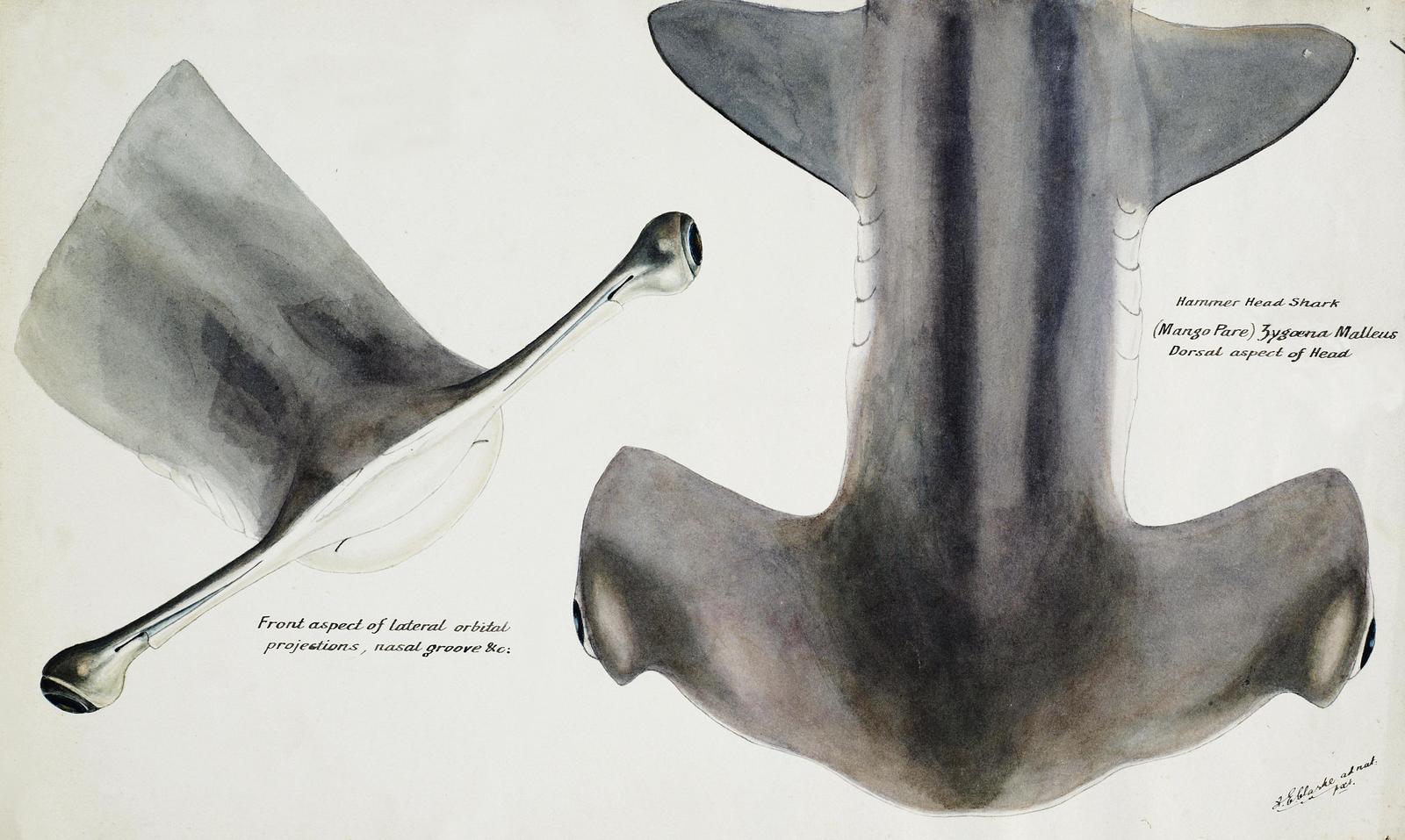 Vintage Hammerhead Shark Anatomy Wall Art