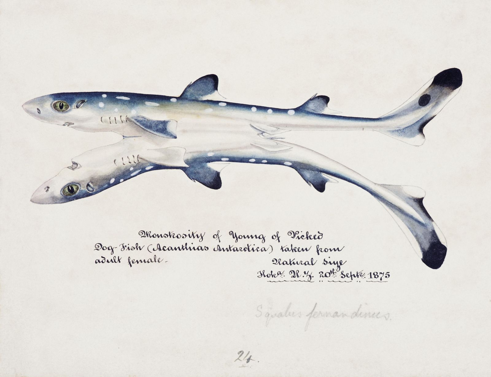 Vintage Dogfish Shark Art | Natural History Wall Art
