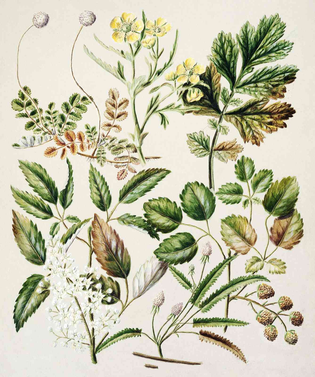 Vintage Botanical Studies of Flora Wall Art