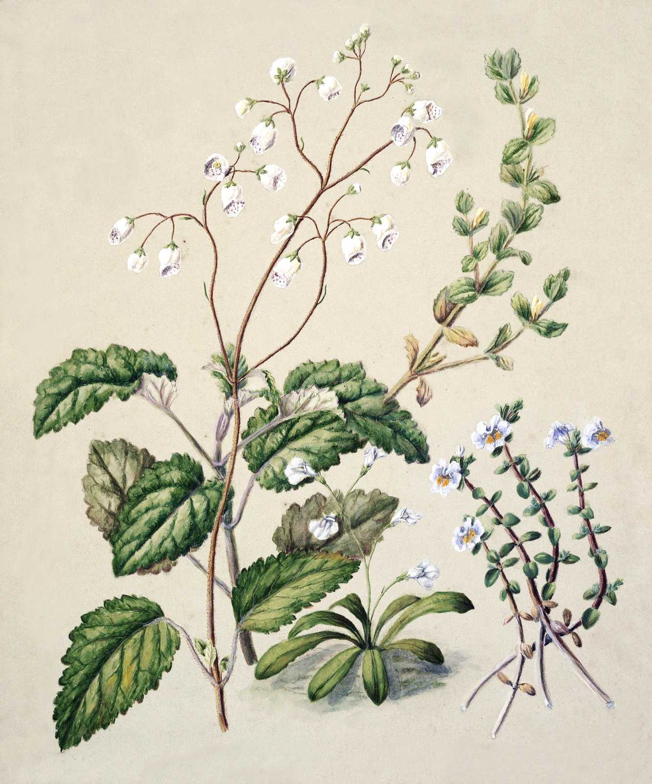 Vintage Botanical Flowers Wall Art | Floral Wall Art