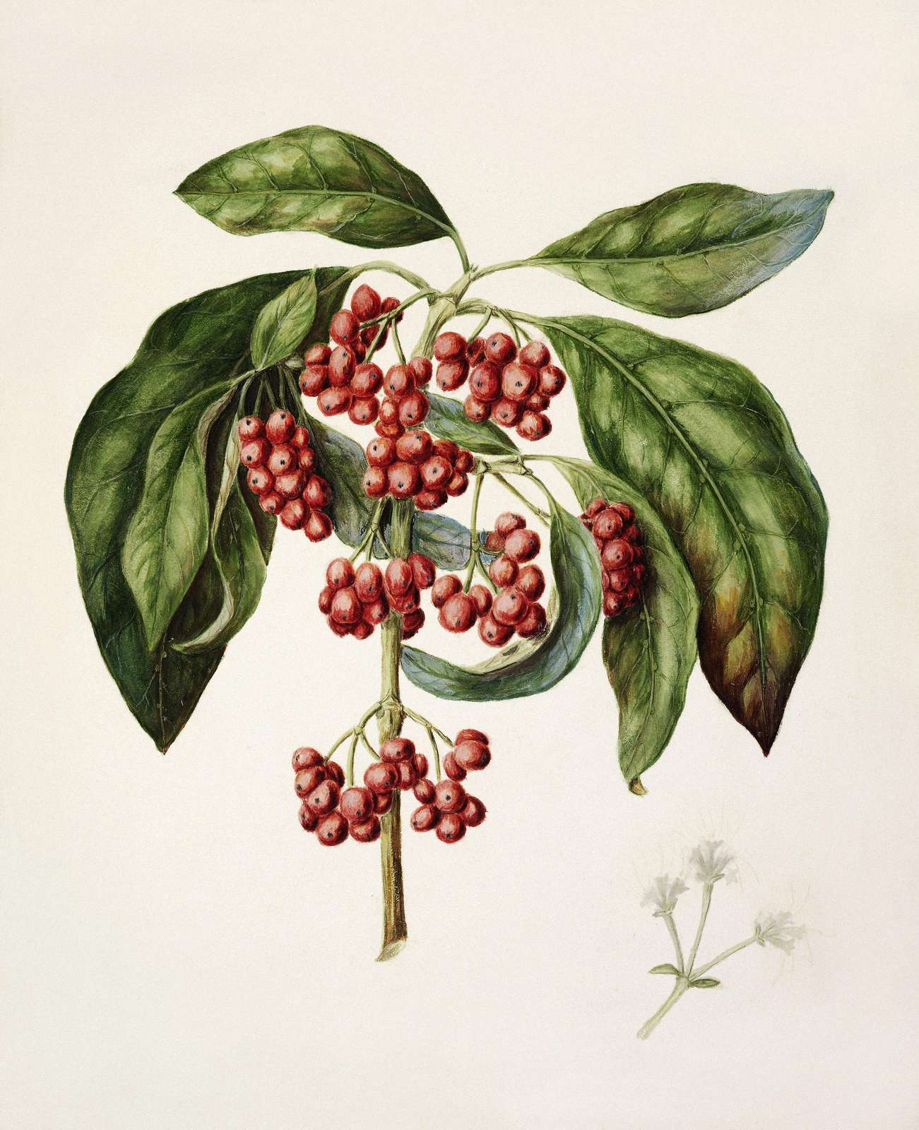 Vintage Berry Branch Botanical Art Wall Art