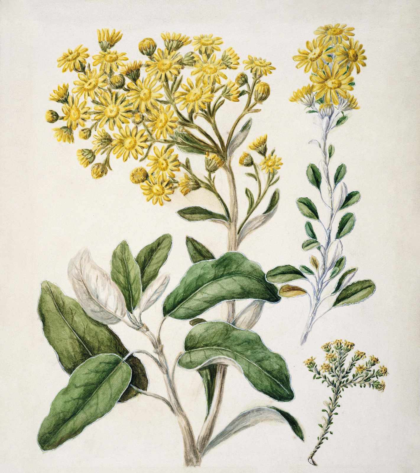 Vibrant Yellow Wildflowers Botanical Art Wall Art