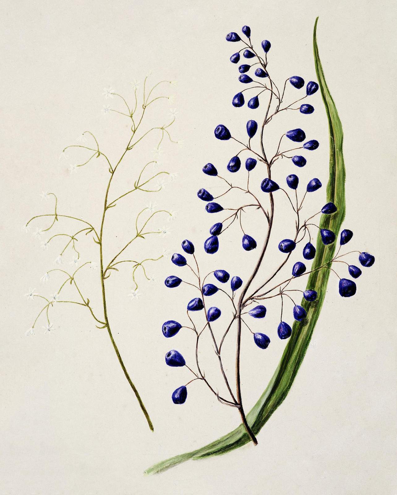 Botanical Berries & Blossoms Wall Art
