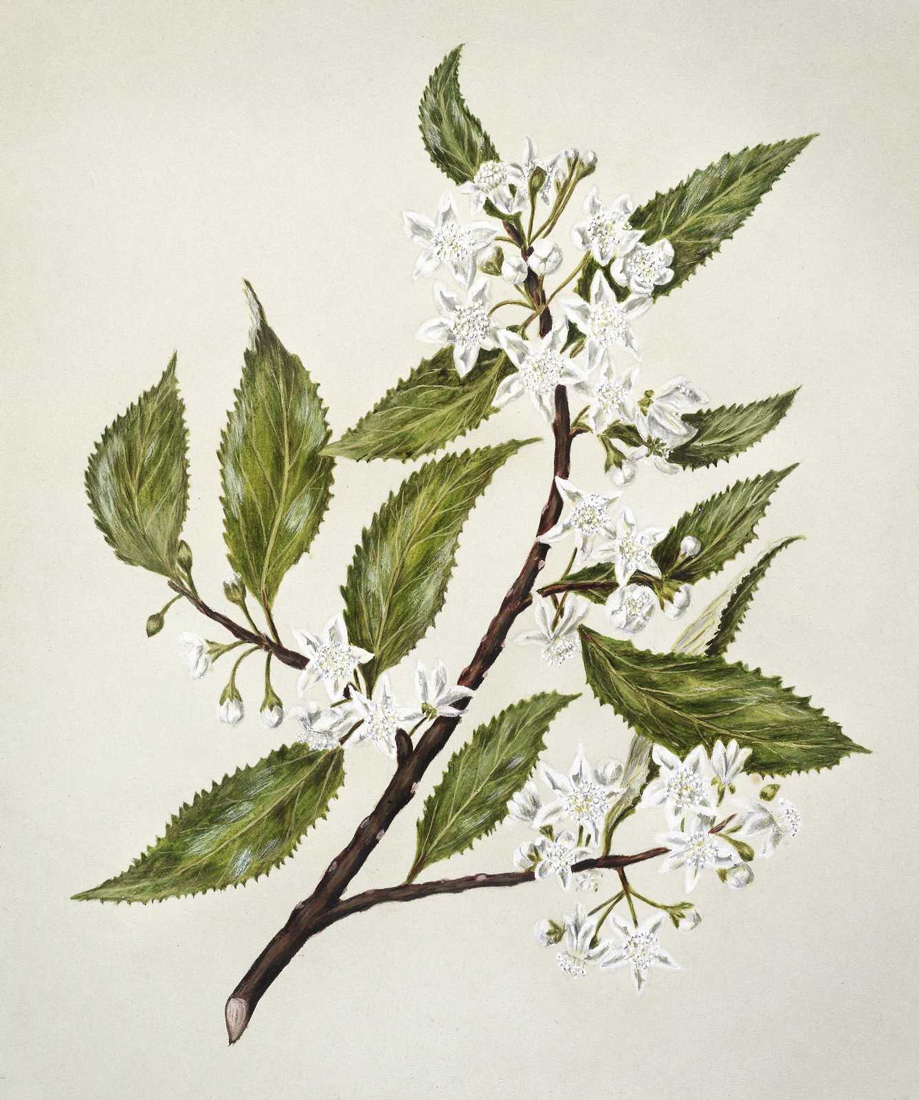 Elegant White Blossom Branch Wall Art