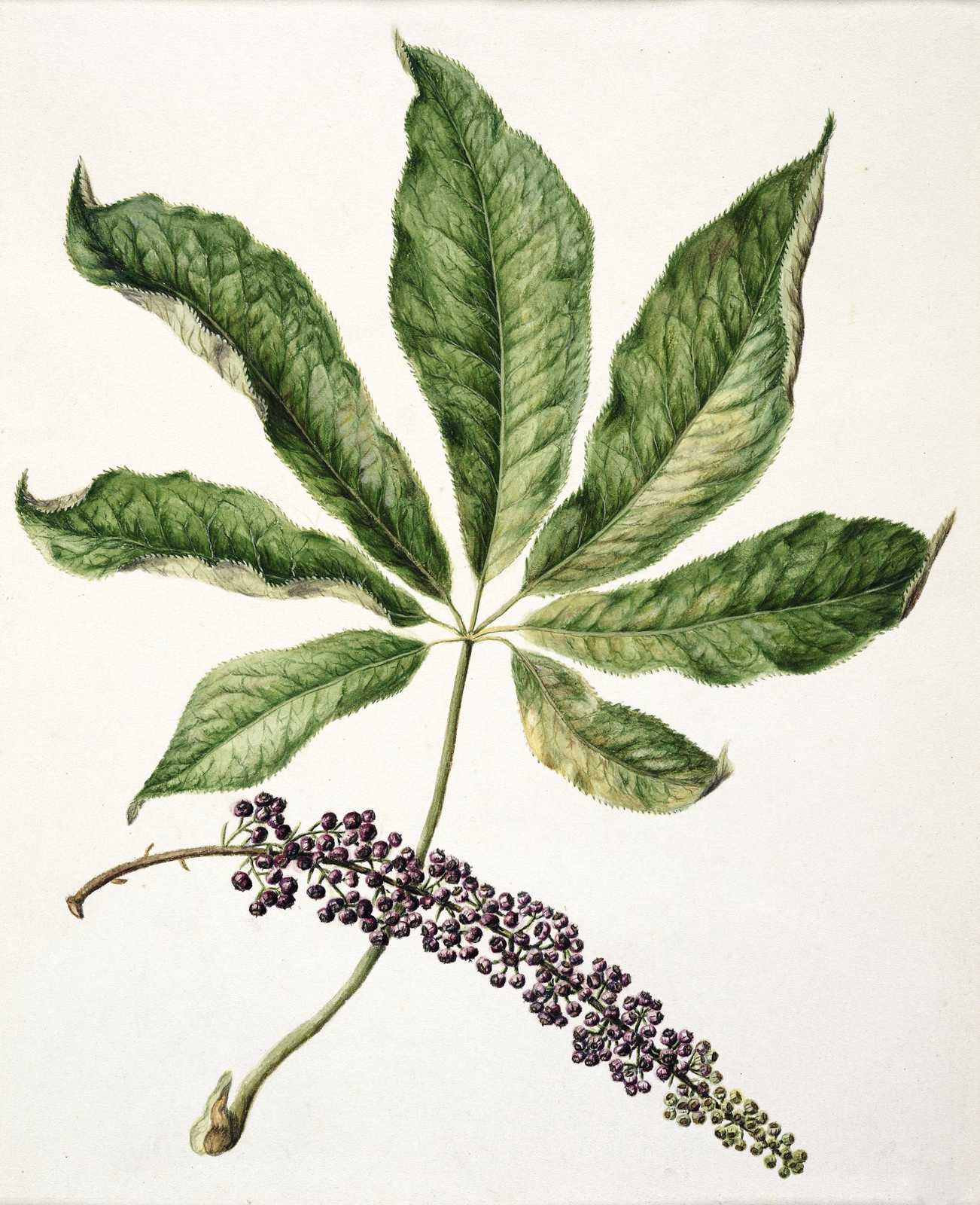 Botanical Leaf & Berry Botanical Wall Art