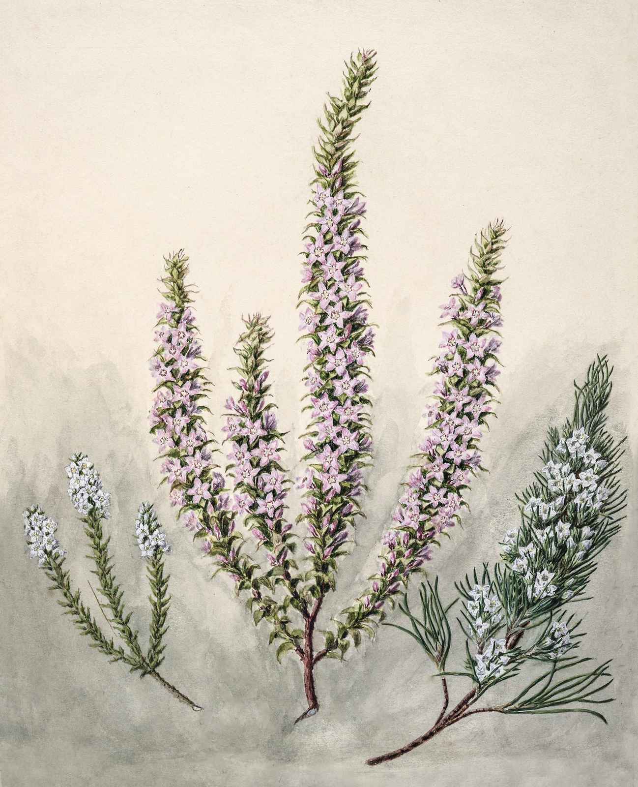 Vintage Botanical Flowers Wall Art