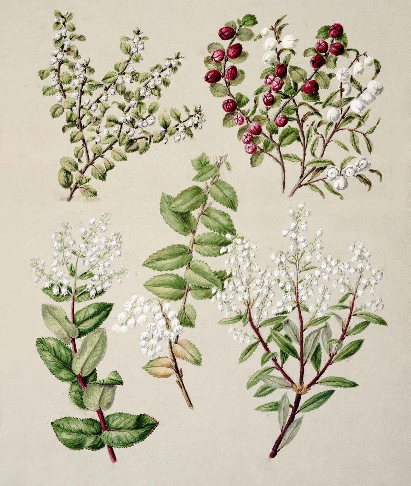 Vintage Botanical Berry & Blossom Wall Art
