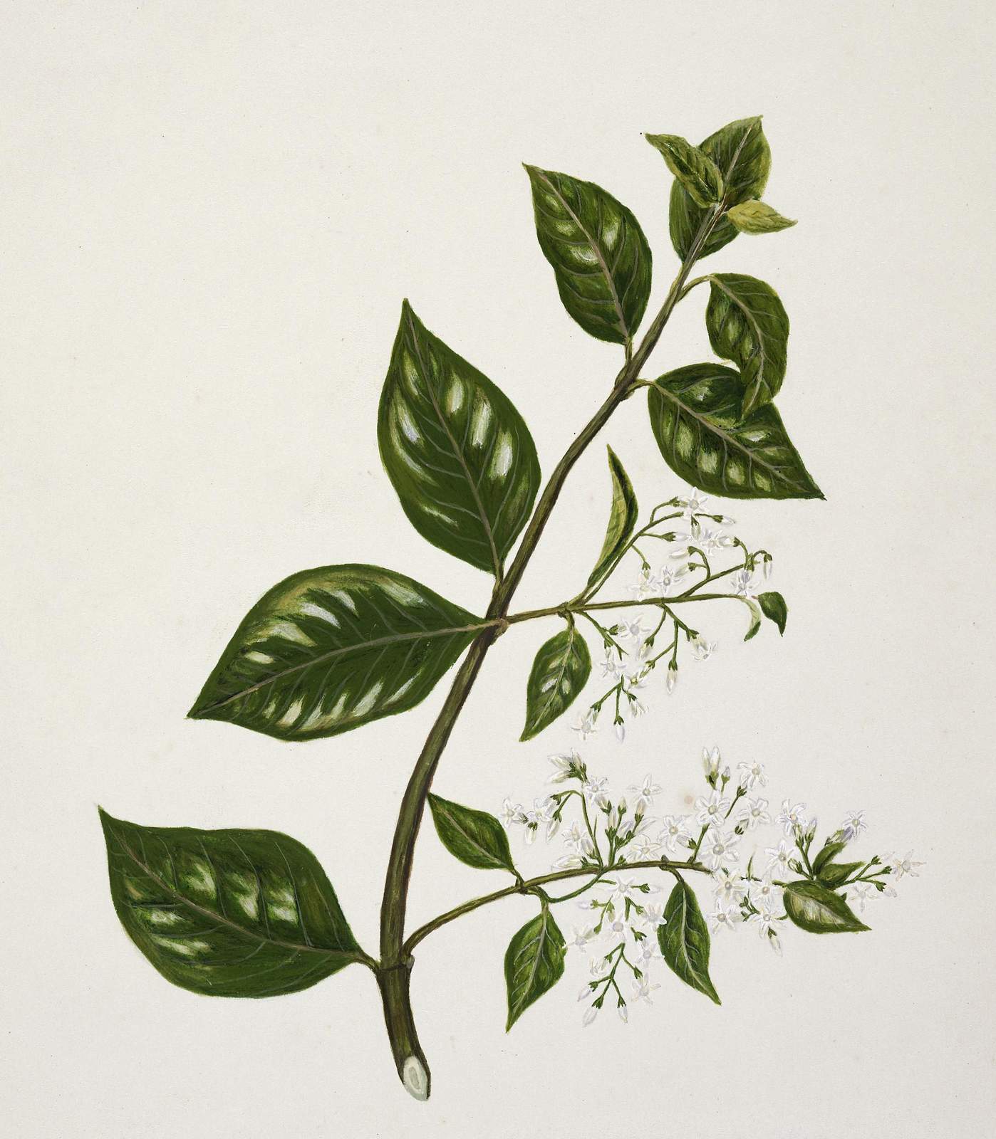 Elegant Botanical Plant with White Flowers Wall Art